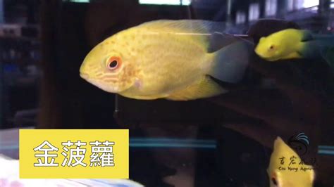 金菠蘿魚混養 如何找文昌位